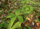 Čemeřice východní (Helleborus orientalis) – jeden z druhů typických pro jarní aspekt kavkazských hájů. Foto P. Novák