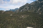 V podmáčených místech alpínského stupně (3 500 – 4 000 m n. m.) se vyskytuje zcela otevřená krajina porostlá  stoličkami ostřice Carex runssoroensis. Skutečnost, že i zde „úřadoval“ požár ovlivňující celý ekosystém, je překvapivá. Foto F. Pelc