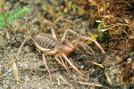 Velké dospělé solifugy (Solifugae) svými rozměry a mohutnými kusadly opravdu budí patřičný respekt. Foto L. Hrůzová