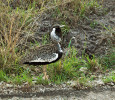 Dropy černobřiché (Lissotis melanogaster) jsme pozorovali pouze v bezprostředním okolí cest, jelikož v travnaté buši se dokázali dokonale skrývat. Foto L. Hrůzová