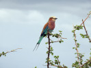Mandelík fialovoprsý (Coracias  caudatus). Spolu s vlhami (Merops spp.)  jde o opravdové létající drahokamy. Foto D. Hořák