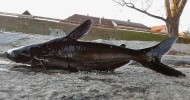 Akvarijně chovaný jihoasijský sumec pangas dolnooký (Pangasianodon hypophthalmus) nalezený ve Vltavě v Praze. Foto M. Vnouček