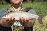Ostroretka stěhovavá (Chondrostoma nasus) ze Sázavy ve středních Čechách. Původním areálem druhu bylo povodí Dunaje, rybářským obhospodařováním se dostal i do povodí Labe. Foto M. Petrtýl