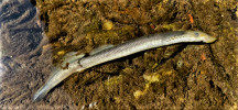 Uhynulý samec mihule říční (Lampetra fluviatilis) nalezený 21. června 2021 pod soutokem Labe a Malého Labe na Trutnovsku. Foto M. Pecina