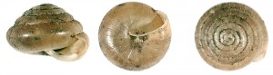 Chlupatka jednozubá česká (Petasina unidentata bohemica) má prakticky  stejný areál jako vřetenka lesklá. Je to poměrně náročný lesní druh, vyskytující se epigeicky ve zbytcích původních lesů tohoto území. Foto L. Juřičková