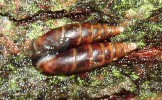 Pářící se jedinci vřetenovky krkonošské (Cochlodina dubiosa corcontica). Rozmnožuje se při vhodném vlhkém počasí po celý rok. Páření tohoto druhu je extrémně dlouhé, trvá až 12 hodin. Foto P. Tlachač