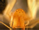 Plachetnatka Rosenhauerova  (P. rosenhaueri) – hlavohruď zepředu, bodovité oči, místo předních středních očí má pouze pigmentové skvrnky. Foto V. Růžička