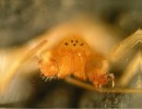 Plachetnatka Cambridgeova  (P. cambridgei) hlavohruď zepředu, bodovité oči. Foto V. Růžička