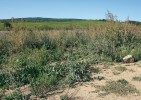 Okraj pole s úhorem bohatým  na merlíky, pelyňky a bodláky – ideální biotop pro Lixus rubicundus, L. subtilis  a L. fasciculatus i další druhy ze skupiny „plevelových“ nosatců