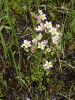 Rozchodník huňatý (Sedum villosum) je drobná, stálezelená, dvouletá nebo krátkověká rostlina, která kvete pouze jedenkrát za život. Poměrně nápadná je jen v době květu v červnu až červenci. Foto A. Kučerová