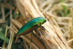Krasec Eurythyrea quercus patří  bezesporu k nejkrásnějším středoevropským broukům. Nejčastěji bývá jedno­barevně kovově zelený, zlatozelený  či až tmavě zlatý, někdy dokonce celý kovově modrý, nazlátle červený nebo v kontrastujících kombinacích barevné palety. Patří mezi naše největší krasce (14–26 mm). Kromě střední Evropy žije od Španělska na východ ve všech  jihoevropských zemích a také na Kavkazu. Foto S. Szabó