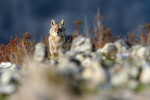 Šakal obecný (Canis aureus) je podobný vlkovi obecnému (Canis lupus), je ale menší a lehčí,  má méně výrazné čelo a užší tlamu. Zbarvení srsti bývá variabilní, převládá žlutá až písková barva s odstíny zlaté (druhové jméno aureus, i slovenské  zlatý) až hnědé barvy. Foto T. Hulík