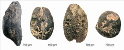 Zuhelnatělé makrozbytky významných pravěkých plodin. Zleva: pšenice dvouzrnka (Triticum dicoccum), pšenice setá (T. aestivum), ječmen obecný  (Hordeum vulgare), čočka kuchyňská (Lens culinaris). Foto P. Kočár