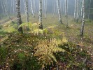 Hasivka orličí (Pteridium aquilinum) roste ve světlých lesích. Oddenky této kapradiny mohou sloužit jako zdroj  škrobu, před použitím je ale vhodná tepelná úprava, aby se zvýšila jejich stravitelnost. Foto P. Pokorný