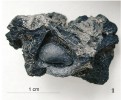Unikátní nález zuhelnatělého jádřince jablka (z jabloně lesní – Malus sylvestris) z Úholiček datovaný radioaktivním  uhlíkem 14C do období eneolitu mezi 2 900 a 2 860 př. n. l. Foto P. Pokorný