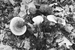 Plodnice choroše lesklokorky lesklé (Ganoderma lucidum), rostoucího  od Evropy po Asii. Toto jméno se dosud používá i pro ling-zhi, což je medicínsky ceněná čínská lesklokorka, která se komerčně pěstuje a lze ji koupit  i na českém trhu. S nástupem molekulárních taxonomických metod se ukázalo, že ling-zhi patří do samostatného druhu  G. sichuanense. Liší se obsahovými látkami, přičemž obsahuje výrazně více biologicky aktivních terpenů. Foto M. Kříž