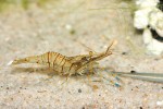 Nepůvodní krevetka prosvítavá  (Palaemon elegans), která v Pucké zátoce vytlačuje původní druh krevetku baltickou (P. adspersus). Foto Z. Mačát