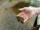 Protonemata (prvoklíčky) mechu z rodu Dicranella tvoří nápadné chuchvalce zelených vláken v litorálu jezírka. Foto P. J. Juračka