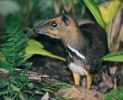 Kančil balabacký (Tragulus nigricans) v zoologické zahradě v Plzni. Tento druh chová pouze pět evropských zahrad  (16 jedinců v březnu 2014).  Foto J. Vogeltanz