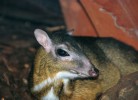 Kančil menší (Tragulus kanchil) v Zoo Děčín. V březnu 2014 chovalo 195 jedinců tohoto druhu 28 zoologických zahrad v jihovýchodní a východní Asii a v Evropě; drtivou většinu exemplářů mají v Singapuru. Kančila indického  (50 jedinců) lze vidět pouze v pěti zoo v Indii a Singapuru, ostatní druhy  v lidské péči nejsou, resp. v chovatelských institucích zapojených  do mezinárodní databáze Zoological Information Management System (ZIMS). Údaje pocházejí ze zdrojů ZIMS. Foto J. Pluháček