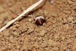 Dospělá samice pavouka A. amphalodes, monofágního specialisty. Zahrabává se do bezpečí písčité půdy v blízkosti termitišť a v písku si také ukrývá ulovenou kořist. Foto Ch. Haddad