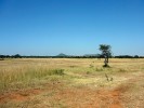 Travnatá savana v oblasti Amanzi v Jihoafrické republice – místo společného výskytu pavouků druhu Ammoxenus amphalodes a jejich výhradní kořisti, termitů všekazů savanových (Hodotermes mossambicus). Foto E. Líznarová