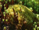 Vzácný arktoalpínský dvouhrotec prodloužený (Dicranum elongatum) je na české straně Krkonoš doložený pouze v Pančavské jámě. Foto J. Kučera