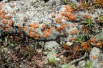 Stélka změnověnky zrnité (Trapeliopsis granulosa) s miskovitými plodnicemi (průměr 0,5–1,5 mm). Lišejník běžný na holé půdě a humusu, podílí se na vytváření půdních krust. Foto J. Halda