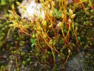 Charakteristický mech sněžných políček ploník šestihranný (Polytrichastrum sexangulare) na české straně pohoří patrně již zcela vymizel. Foto J. Kučera