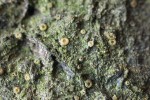 Zrnitá stélka kryptovky dvoutvaré (Gyalecta biformis) s miskovitými plodnicemi (0,3 mm v průměru). Foto J. Halda