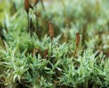 Nápadně modrozelený drobný mech štěrbin bazických skal – sivínka nasivělá (Saelania glaucescens). Foto Š. Koval