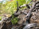 Semenáček vřesu obecného (Calluna vulgaris) na experimentálně vypálené části dopadové plochy v CHKO Brdy rok od zásahu. Foto M. Brindzák