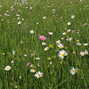 Typická květnatá louka ve středních Čechách s kopretinou bílou (Leucanthemum vulgare agg.), chrastavcem rolním (Knautia arvensis) a dalšími druhy bylin. Foto T. Herben