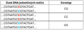 Ukázka variability genomu (nukleotidy: C – cytozin, G – guanin, T – thymin, A – adenin). Variabilní místa vyznačena barevně. Při genetické analýze RADseq byla extrahována DNA z listů rostlinných vzorků a sekvenovány pouze malé části genomu. Genom je s pomocí enzymů „nastříhán“ na úseky určité délky, které jsou pak multiplikovány metodou PCR a sekvenovány NGS (Next Generation Sequencing). Pomocí bioinformatických algoritmů byly seřazeny homologní sekvence, identifikována místa s výskytem variability na úrovni jednotlivých bází – SNPs (Single Nucleotid Polymorphisms) a určen genotyp jednotlivých vzorků v tisících lokusů SNP.