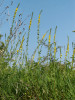 Řepík lékařský (Agrimonia eupatoria) jako příklad druhu s vysokou genetickou diferenciací. Foto A. Lepší 