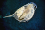  Dospělý jedinec hrotnatky neočekávané (Daphnia inopinata) z milovické pastevní rezervace.  Foto P. J. Juračka 