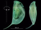  Mladý jedinec hrotnatky čínské (Daphnia sinensis) z tůně s přítomností listonohů letních (Triops cancriformis) s charak  teristicky protaženým tvarem hlavy   (helmou) a asymetrií helmy a ostnu . Foto M. Ešpandr 