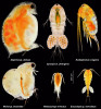  Příklad dalších druhů zooplanktonu  hojných na studovaných lokalitách: hrotnatka Daphnia gr. obtusa, buchanka  Cyclops cf. divergens, vznášivka   Eudiaptomus vulgaris, kaluženka Moina  gr. brachiata, buchanka Metacyclops minutus a buchanka Eucyclops gr. serru latus. Druhová jména označená gr. značí  zástupce druhových komplexů, jejichž  identifikace (do druhu nebo dosud nepo jmenované evoluční linie) bez použití  molekulárních metod není jednoznačná.  Druh, u něhož nebylo podle dostupných  znaků možné jednoznačné určení,   je označen cf. Foto M. Ešpandr 