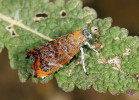 Molovenka fíková (Choreutis nemorana) je škůdcem fíkovníku smokvoně (Ficus carica) ve Středozemí; u nás patří k druhům jen s příležitostným a krátkodobým výskytem ve vnějším prostředí. Foto Z. Laštůvka