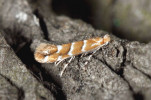 Domovinou klíněnky jírovcové (Cameraria ohridella) jsou hory středního Balkánu, odkud osídlila značnou část Evropy. Předpokladem šíření, nikoli  příčinou – tu neznáme, byla dřívější  introdukce jírovce maďalu (Aesculus hippocastanum), její hostitelské dřeviny. Foto Z. Laštůvka