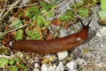Známý plzák španělský (Arion vulgaris) pochází z jihozápadní Evropy;  jeho invaze začala po polovině 20. století, u nás byl zaregistrován v r. 1991. Foto Z. Laštůvka