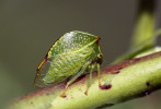 Invaze ostnohřbetky americké (Stictocephala bisonia), zavlečené do Evropy ze Severní Ameriky již počátkem 20. století, je poměrně pozvolná; u nás byla poprvé pozorována v r. 1994. Foto Z. Laštůvka