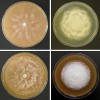 Nebezpečné invazní plísně rodu  Phytophthora bývají zpravidla  velmi elegantní organismy.  Zleva shora P. citrophthora, P. crypto­- gea, P. multivora a P. ramorum.  Snímky K. Černý a M. Mrázková