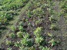 Produkční plocha pěnišníku  (Rhododendron sp.) s výskytem  původně jihoasijského patogenu –  plísně Phytophthora cinnamomi. Střední Čechy. Foto K. Černý