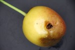 Kolem vpichu po zasunutí vajíčka octomilky japonské vznikne typická tmavá skvrna,  od níž se šíří hniloba celého plodu.  Foto O. Pultar 