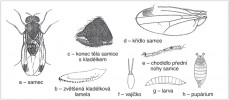 Octomilka japonská (Drosophila suzukii), známá jako dračí octomilka. Upraveno podle: T. Kanzawa (1935)