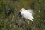 Volavka rusohlavá (Bubulcus ibis) k nám nejspíše proniká přirozenou  cestou – rozšiřováním areálu. Foto S. Harvančík