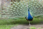 Páv korunkatý (Pavo cristatus) byl chován již v 16. stol. u Třeboně a dnes  je u nás držen polovolně na řadě míst. Foto J. Bohdal