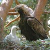 Orel skalní (Aquila chrysaetos) zahnízdil v ČR asi po 100 letech v r. 2010 díky reintrodukčnímu  programu na severní Moravě. Foto S. Harvančík