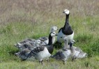 Berneška bělolící (Branta leucopsis)  začala v České  republice hnízdit v r. 2014 po vypuštění jednoho páru  do volné přírody  a ponechání  létajících mláďat,  která přivedla zpět divoké ptáky  zřejmě ze zimovišť v Německu.  Foto S. Harvančík